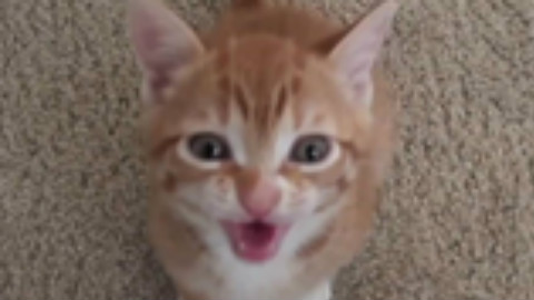 【吼】史上最MAN的小奶猫叫声,胆小慎入,2秒钟吓cry你!